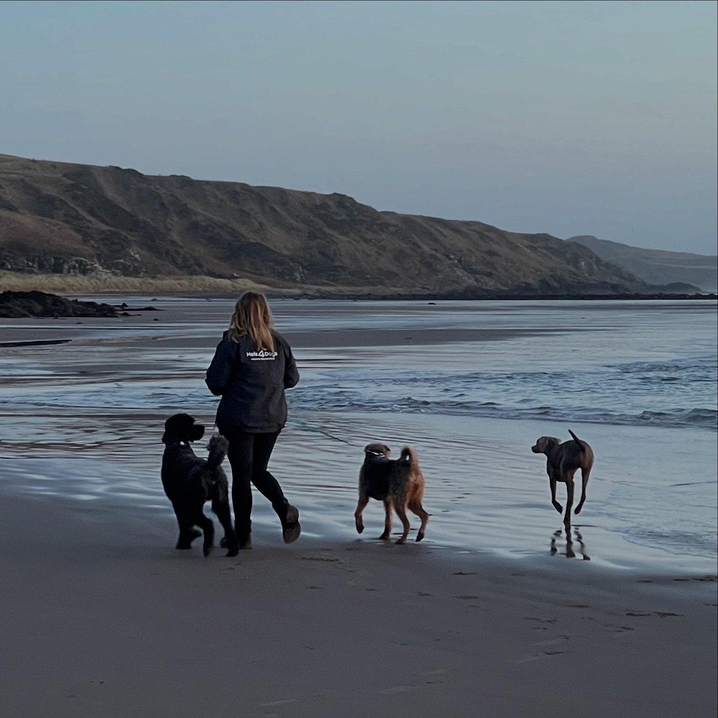Helena walking dogs on the beach
