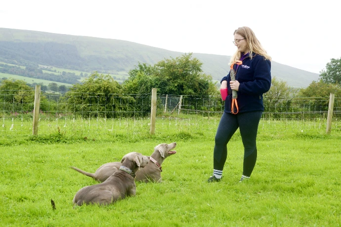 Helena training dogs in a field